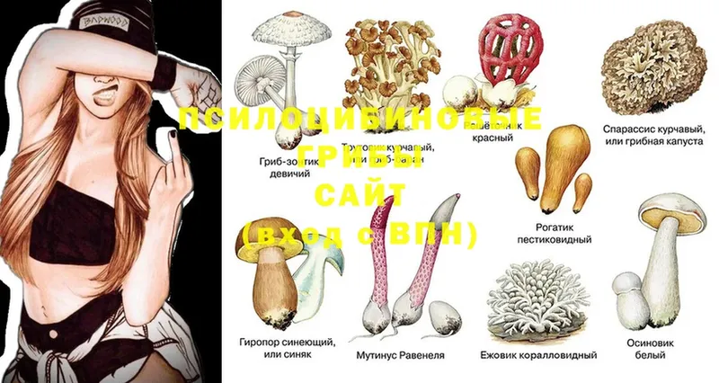 Псилоцибиновые грибы Magic Shrooms  Дмитровск 